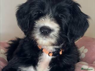 Mixed Breed dogs Adorable Tuxedo Sheepadoodle Puppies! - Advert 5