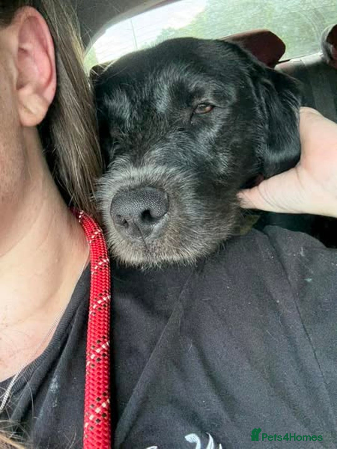 Mixed Breed dogs for adoption: 💙SCOUT- 16 month Lab cross fading in kennels💙 - Advert 3