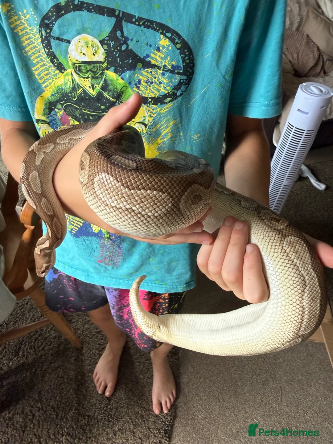 Python Snake reptiles for sale: Cinnamon lesser royal python  - Advert 1