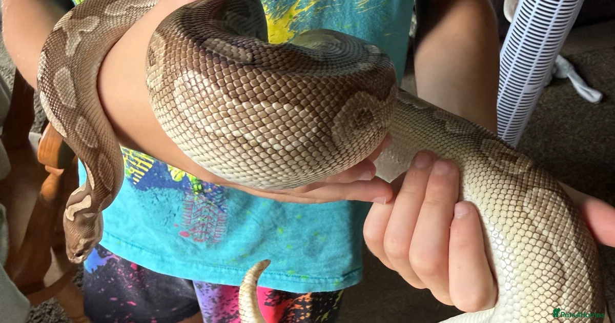 Excellent Snake Vivarium Python Snake Reptiles for sale | Pets4Homes