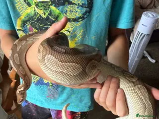 Python Snake reptiles Cinnamon lesser royal python - Advert 2