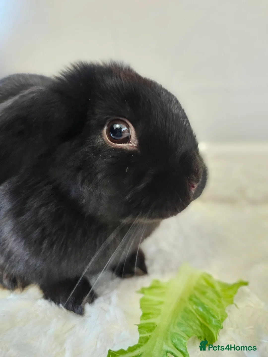 Mini Lop rabbits for sale: Beautiful mini lop 4 months old - Advert 2