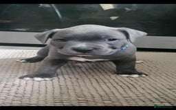 Staffordshire Bull Terrier dogs for sale: Staffordshire Bull Terrier Puppies- Ready Soon! - Image 2