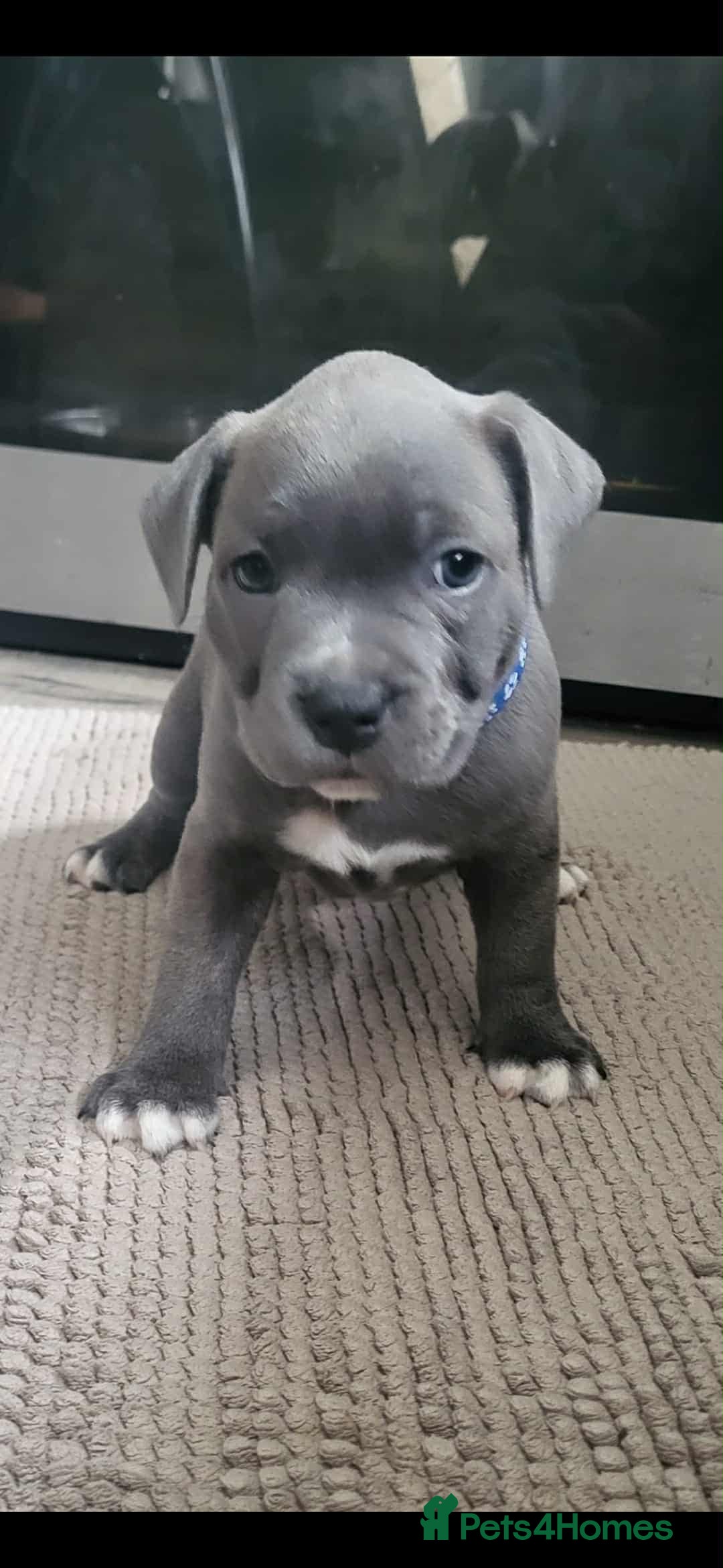 Staffordshire Bull Terrier dogs for sale: Staffordshire Bull Terrier Puppies- Ready Soon! - Image 2