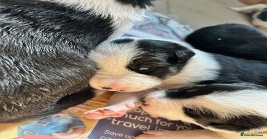 Border Collie dogs - Advert 5
