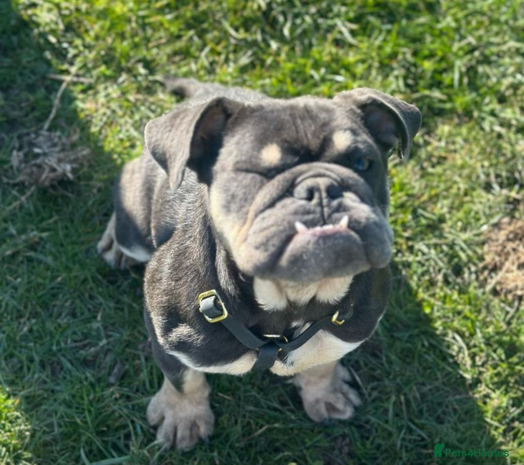 English Bulldog dogs for sale: Sad sale of  - Advert 2