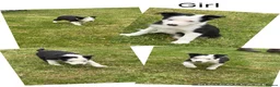 Border Collie dogs for sale: ⭐️BORDER COLLIE PUPS⭐️ READY TO GO - Advert 7