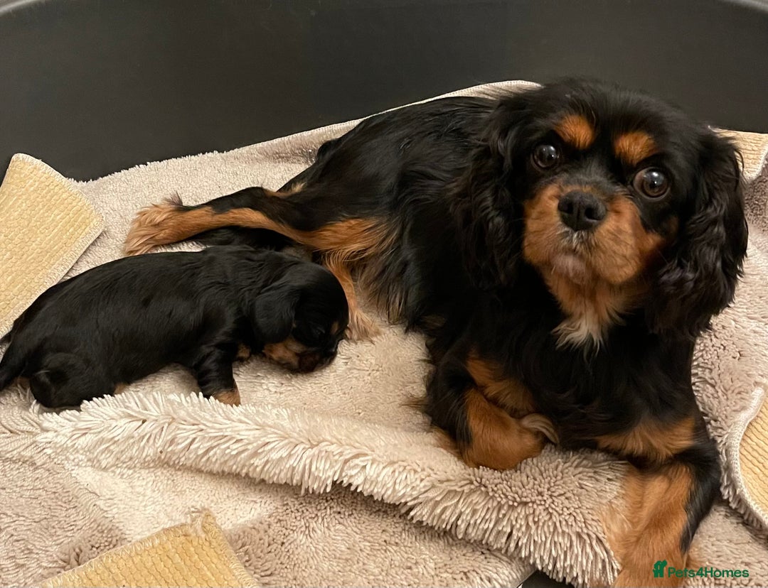 Cavalier King Charles Spaniel dogs for sale: Cavalier King Charles Puppy - Advert 1
