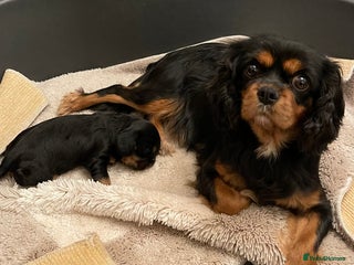 Cavalier King Charles Spaniel dogs Cavalier King Charles Puppy - Advert 15