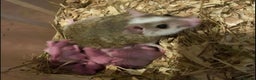 Rat rodents for sale: Male and female African soft furred rats - Advert 2