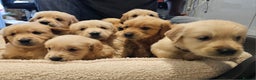 Golden Retriever dogs for sale: KC reg pedigree champion Golden Retriever pups - Advert 7