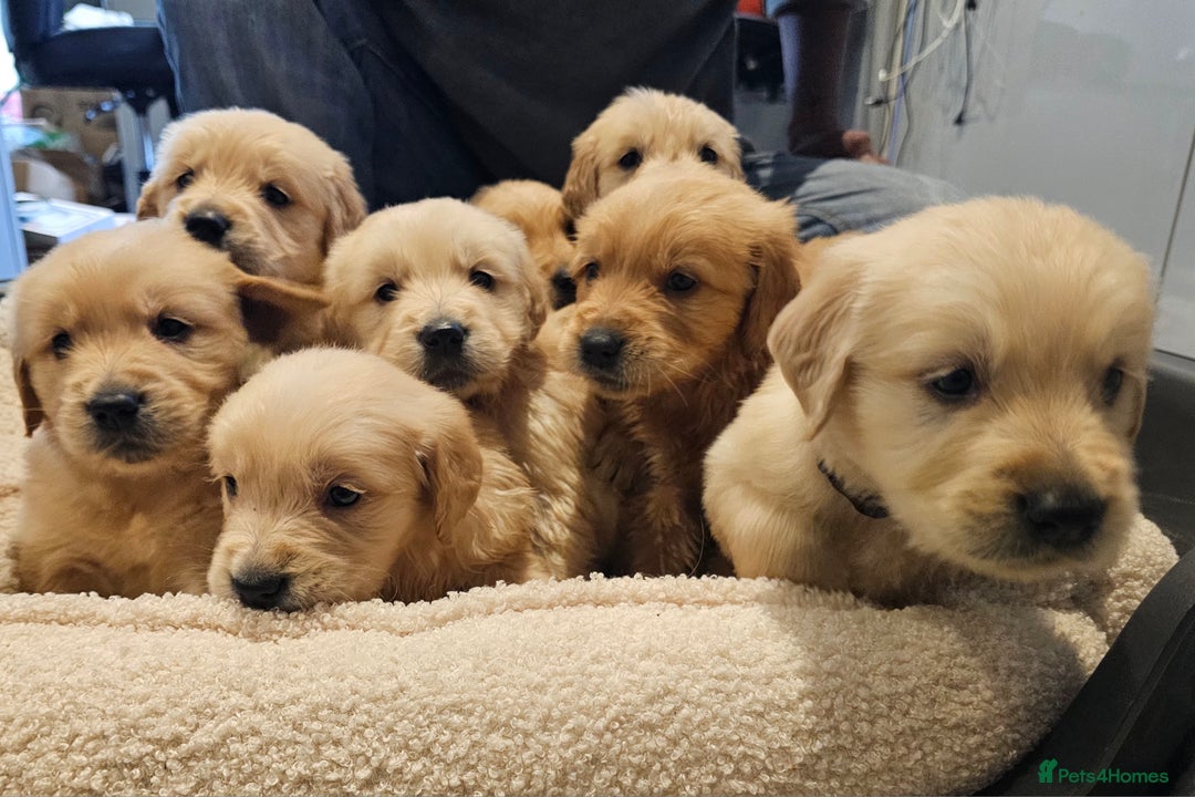 Golden Retriever dogs for sale: KC reg pedigree champion Golden Retriever pups - Advert 7