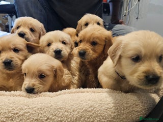 Golden Retriever dogs - Advert 24