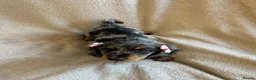 Miniature Dachshund dogs for sale:  KC Registered Miniature Dachshund Puppies - Advert 19