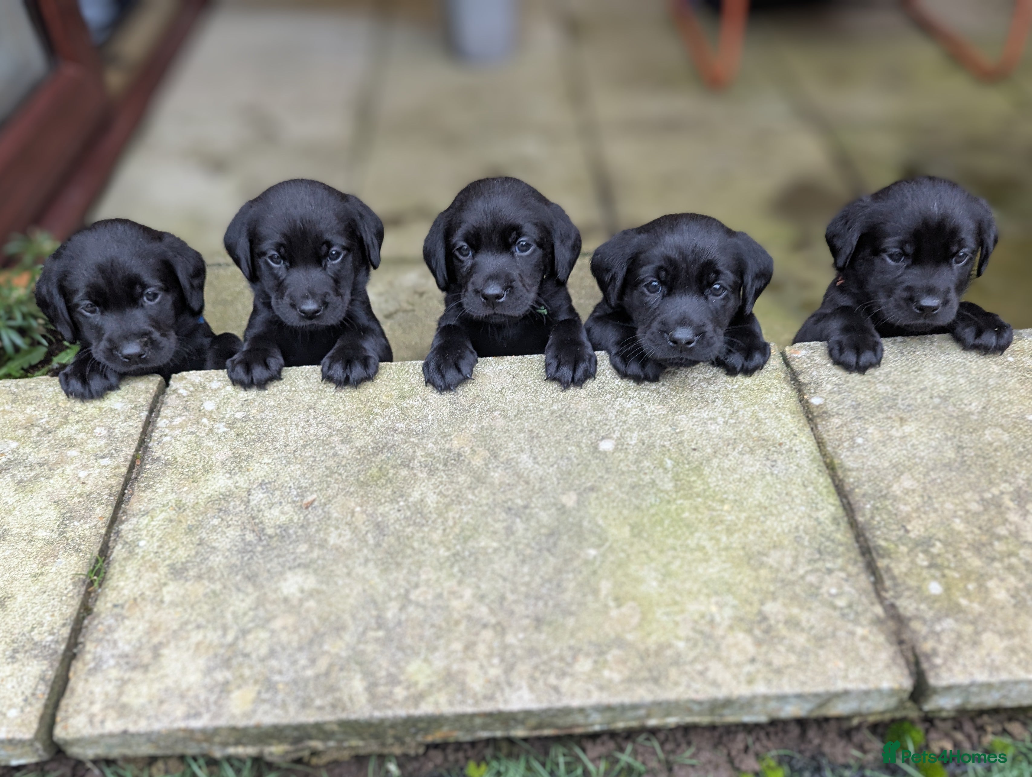 Labrador Retriever dogs Labrador Puppies - 5 Black Males & 1 Golden Male - Advert 16
