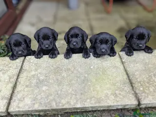 Labrador Retriever dogs Labrador Puppies - 5 Black Males & 1 Golden Male - Advert 18