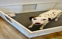 Dalmatian dogs for sale: 🐶 Two Beautiful Dalmatian Puppies!! 🐶  - Image 9