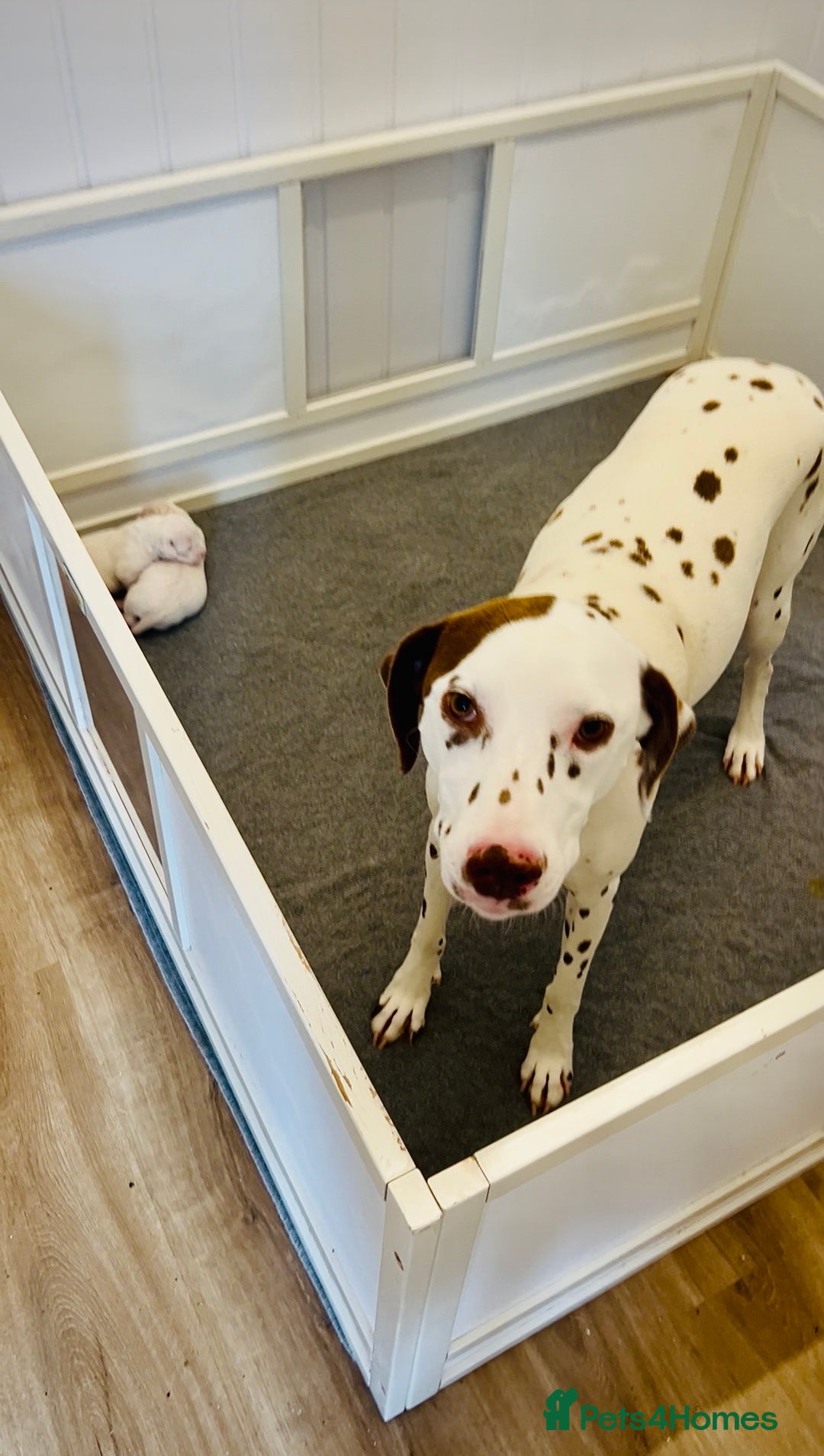 Dalmatian dogs for sale: 🐶 Two Beautiful Dalmatian Puppies!! 🐶  - Image 9