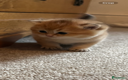 British Shorthair cats for sale: Gccf NY12 kittens world champion lines - Advert 15