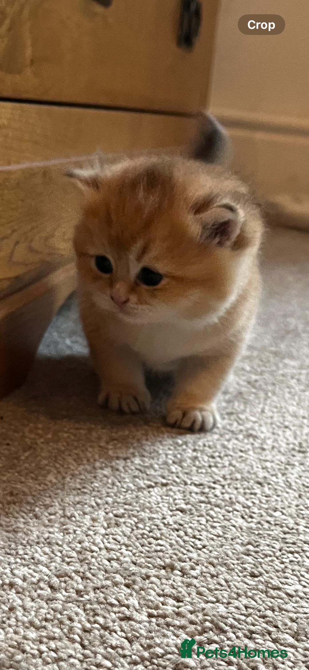 British Shorthair cats for sale: Gccf NY12 kittens world champion lines - Advert 15