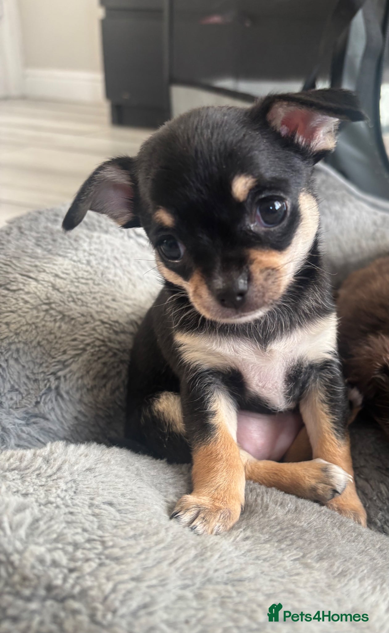 Chihuahua dogs Beautiful Chihuahua litter  - Advert 16