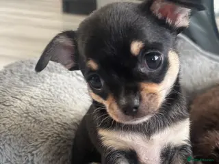 Chihuahua dogs Beautiful Chihuahua litter - Advert 16