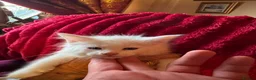 Maine Coon cats for sale: White Maine Coon kittens in Bury Saint Edmunds - Advert 9