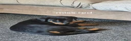 Rottweiler dogs for sale: Rottweiler puppies  in Nottingham - Advert 10