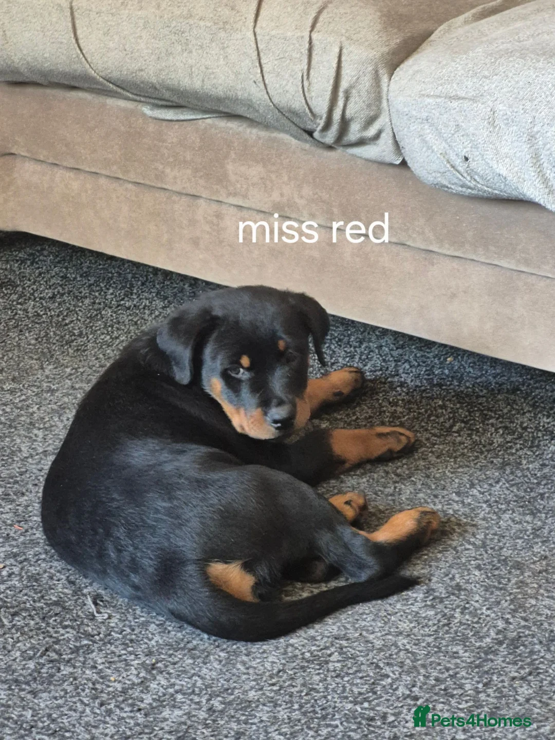 Rottweiler dogs for sale: Rottweiler puppies  in Nottingham - Advert 10