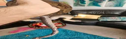 Boa Snake reptiles for sale: isle de maize dwarf boa+ vivarium in West Bromwich - Advert 4