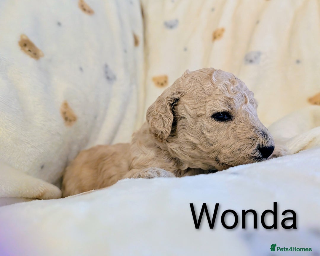 Standard Poodle dogs for sale: Standard poodles - Image 18