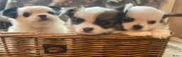 Chihuahua dogs for sale: Beautiful Chihuahuas girls in Bootle - Advert 4