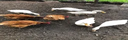 Ducks poultry for sale: Indian runner ducks - Advert 2