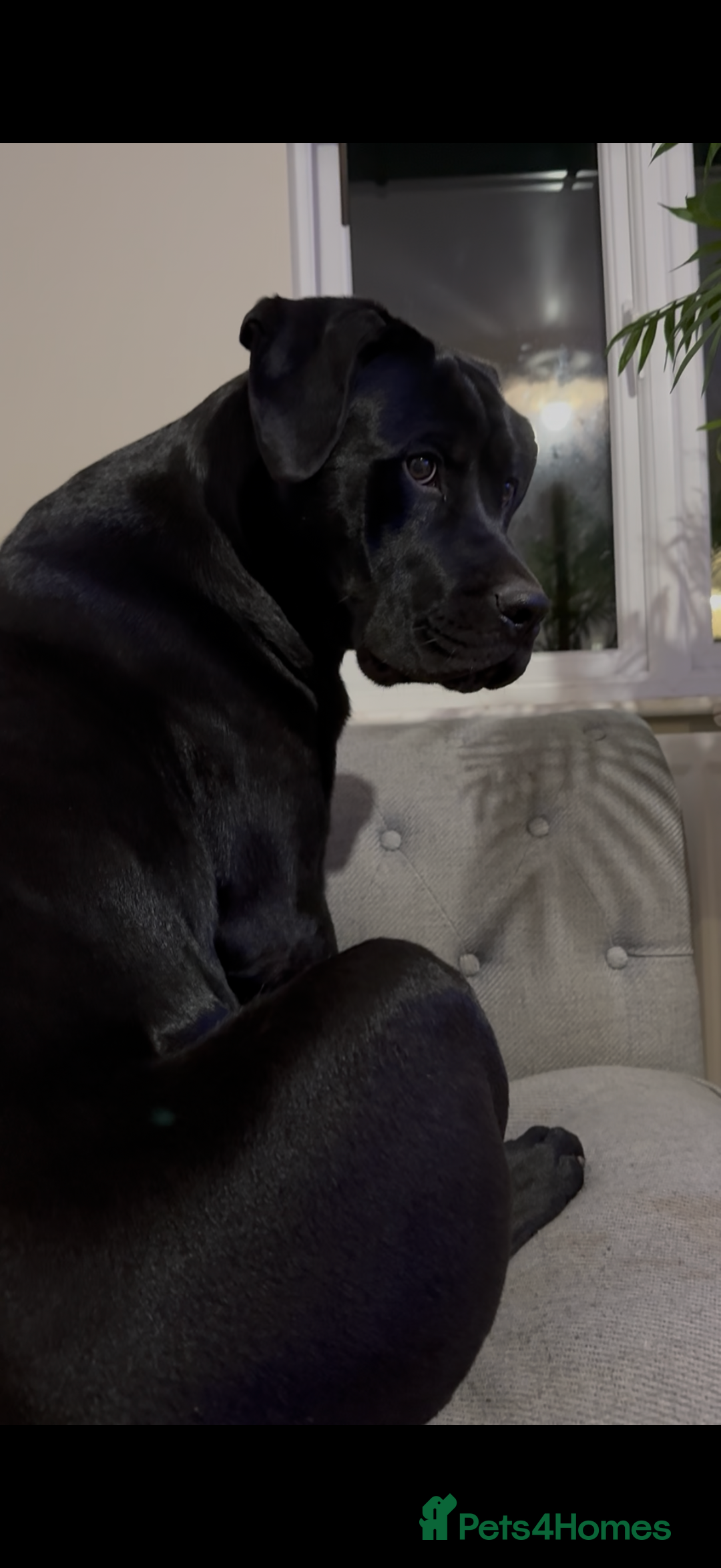 Mixed Breed dogs for sale: 8 month old male cane corso for new loving home - Advert 10