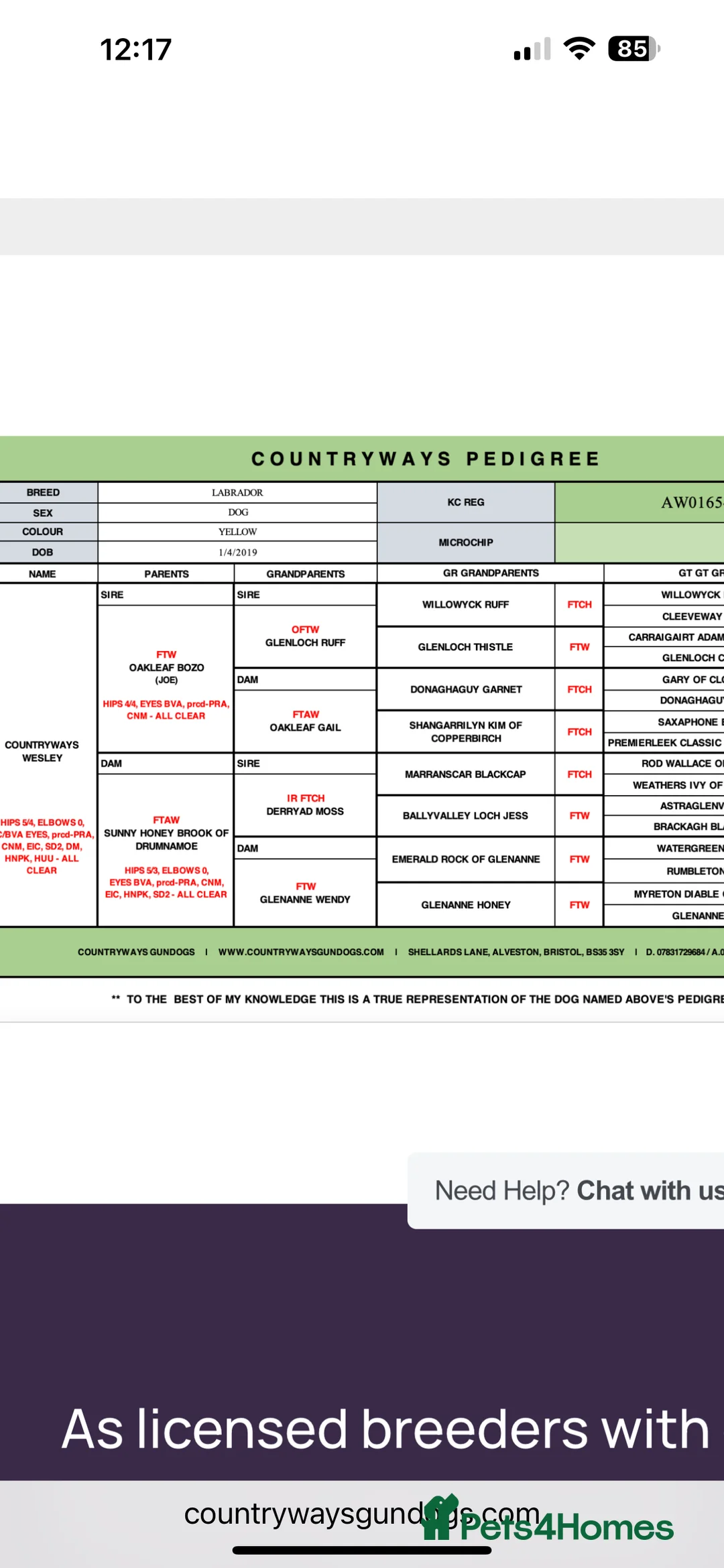 Labrador Retriever dogs for stud: Wesley available for stud - Advert 7