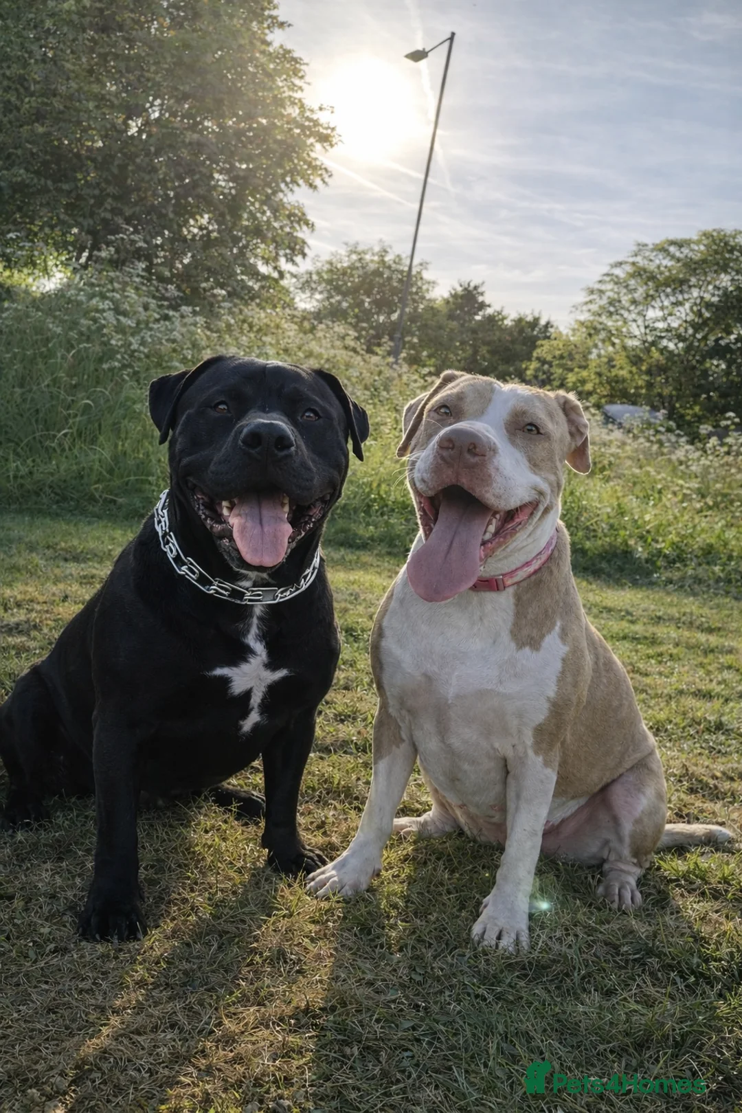 Bullmastiff dogs for sale: Bullmastiff puppies looking for their forever home in Motherwell - Advert 1