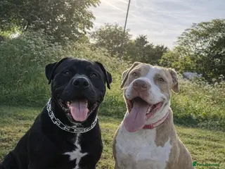 Bullmastiff dogs Bullmastiff puppies looking for their forever home - Advert 1