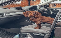 Cocker Spaniel dogs for sale: 4 months old working cocker spaniel - Image 11