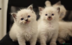 Ragdoll cats for sale: Chunky Ragdoll kittens  - Image 3