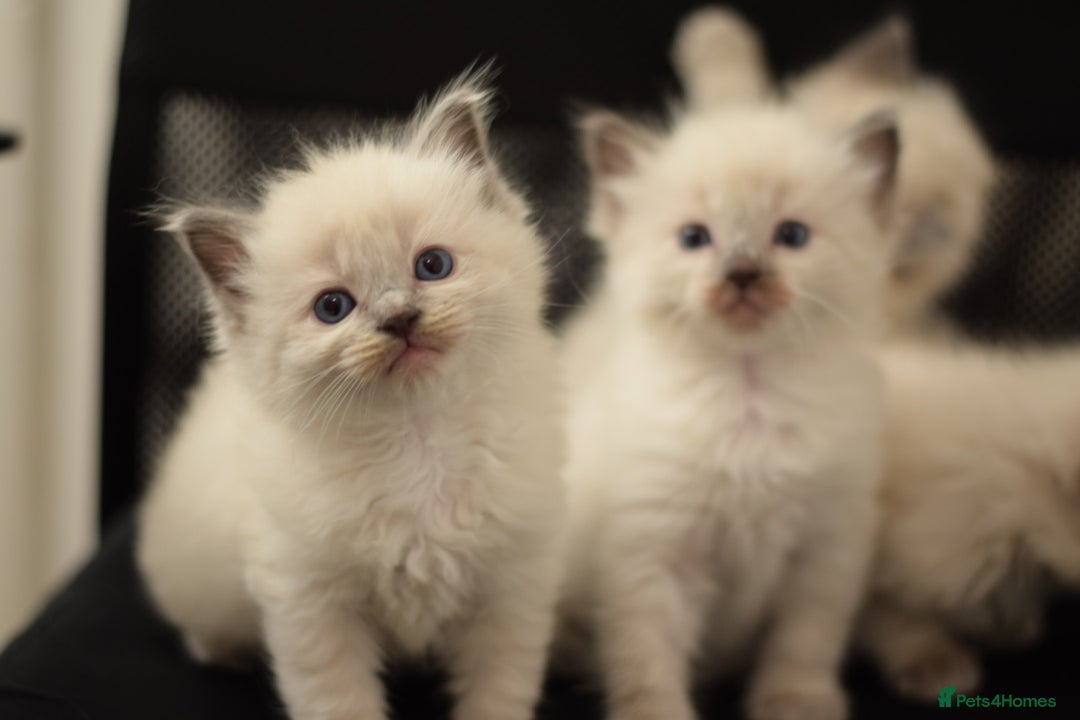 Ragdoll cats for sale: Chunky Ragdoll kittens  - Image 3