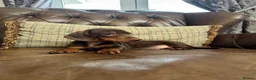 Dachshund dogs for sale: Miniature Dachshund Puppies - Advert 5
