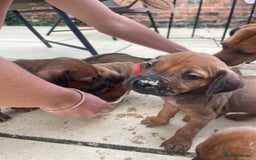 Rhodesian Ridgeback dogs for sale: Pedigree Ridgeback Puppies - READY FOR VIEWING in Scunthorpe - Image 22