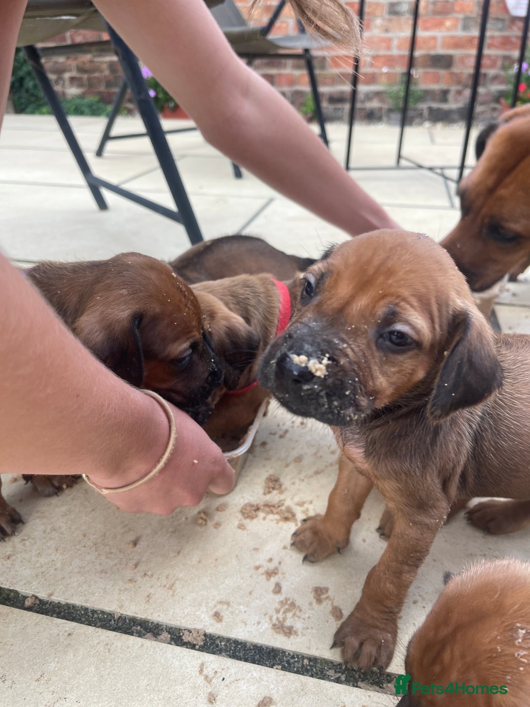 Rhodesian Ridgeback dogs for sale: Pedigree Ridgeback Puppies - READY FOR VIEWING in Scunthorpe - Image 22