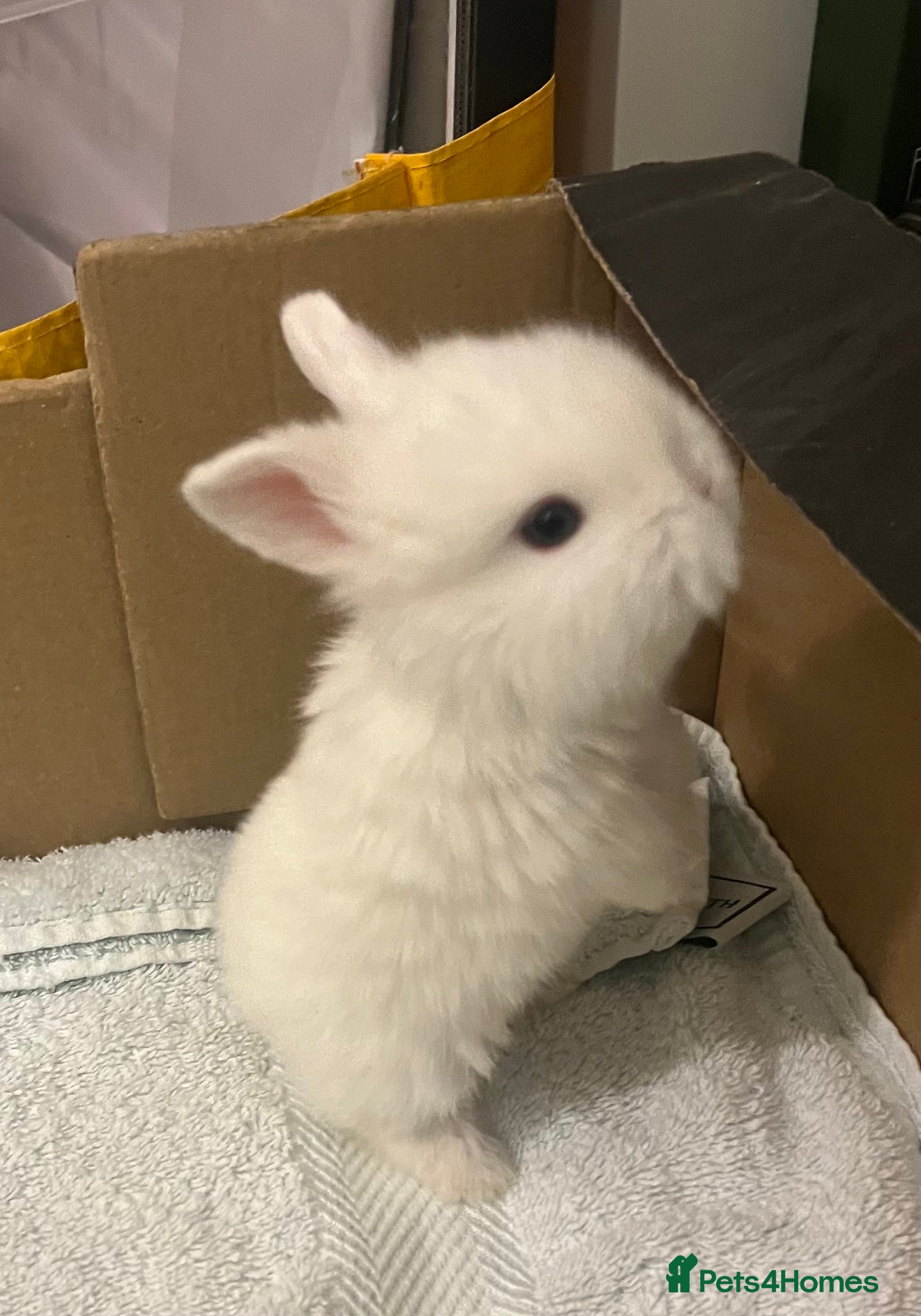 Mini Lop rabbits Gorgeous Mini Lops - Advert 10