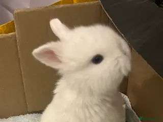 Mini Lop rabbits Gorgeous Mini Lops - Advert 10