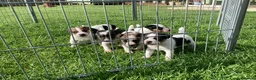 Parson Russell dogs for sale: Beautiful Parsons Jack Russell Terrier Puppies - Advert 4