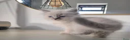 Ragdoll cats for sale: ragdoll kittens  - Advert 21