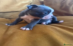 Boston Terrier dogs for sale: Exceptional Blue Boston Terrier Puppies 💙🐾 - Image 33