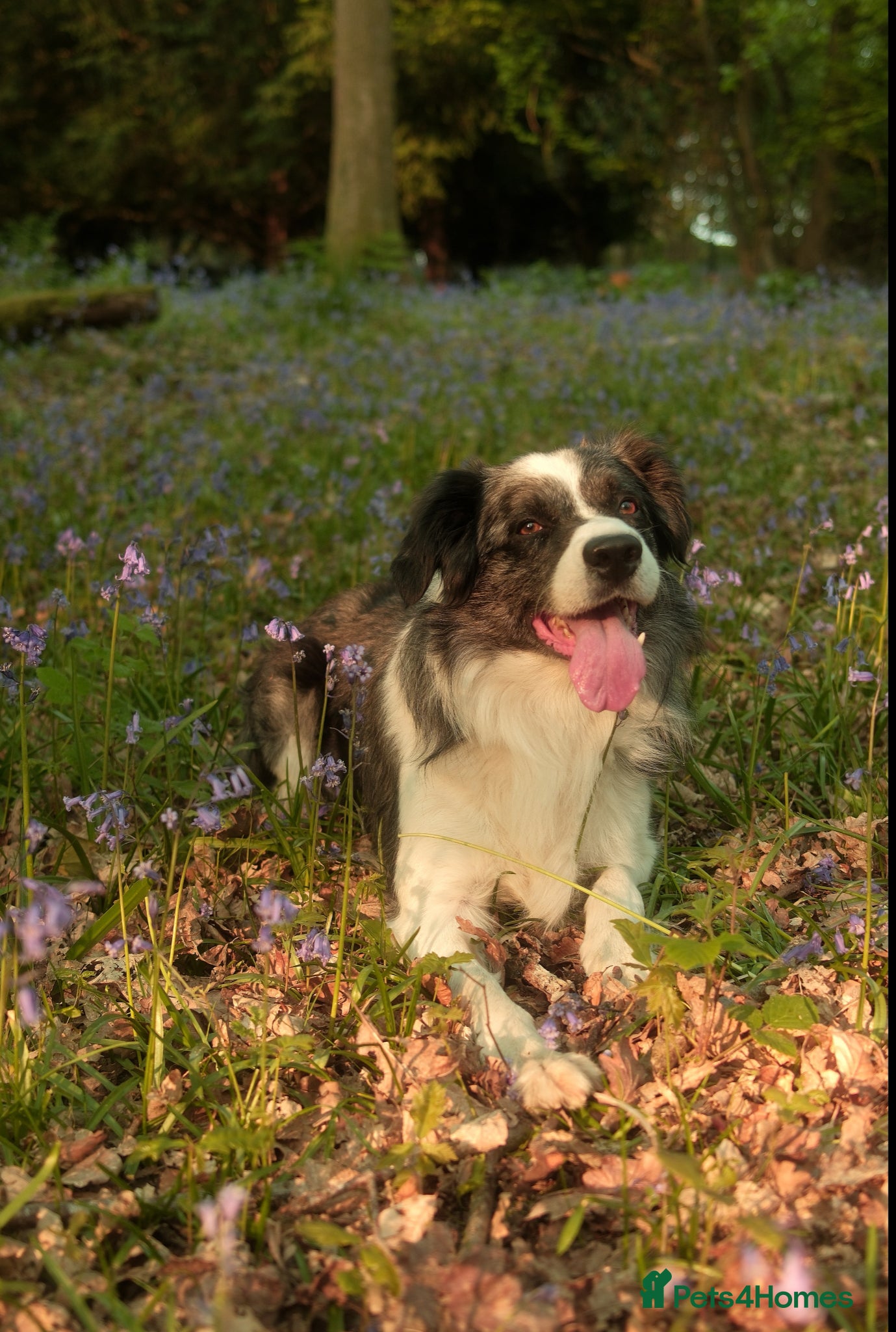 Border Collie dogs *proven* health tested working merle border collie - Advert 1
