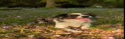 Border Collie dogs for stud: *proven* health tested working merle border collie - Advert 1